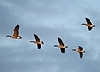 Canada geese