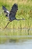 Blue Heron