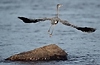 Blue Heron