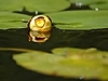 Water lily