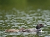 Loon
