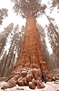 General Sherman