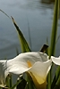 Calla Lily