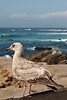 Juvenile seagull