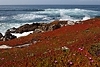 Ice plants