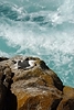 Seagull