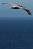 Pelican