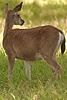 Mule deer