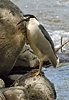 Black-crowned Night Heron