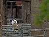 Mouette