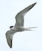 Arctic Tern