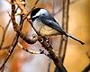 Chickadee
