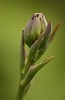hosta flower