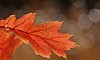 Oak Leaves