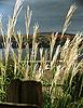 miscanthus sinensis