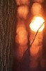 Winter Sunset