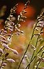 Fleurs de hosta