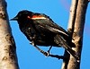 redwing blackbird