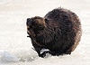 eager beaver