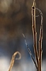 vinegar tree