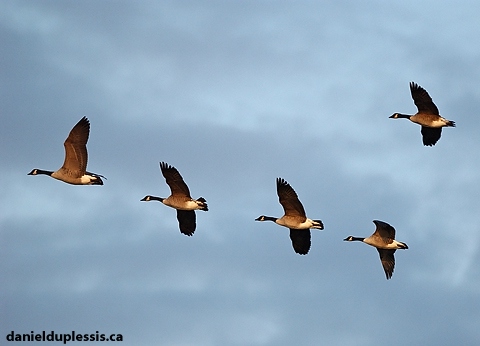 Canada geese