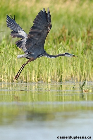 Blue Heron