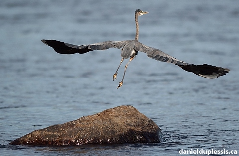 Blue Heron