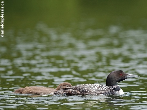Loon