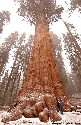 General Sherman