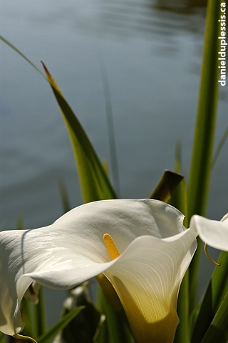 Calla Lily