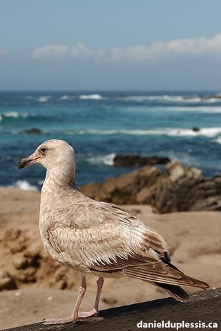 Mouette juvénile