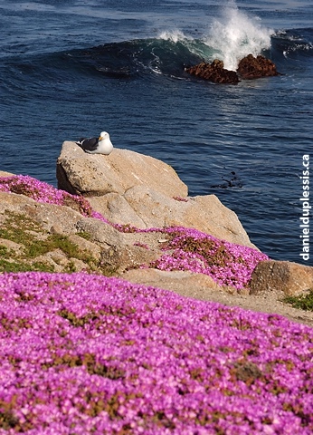 Seagull