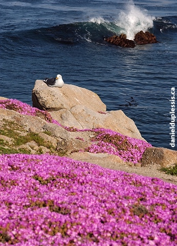 Mouette