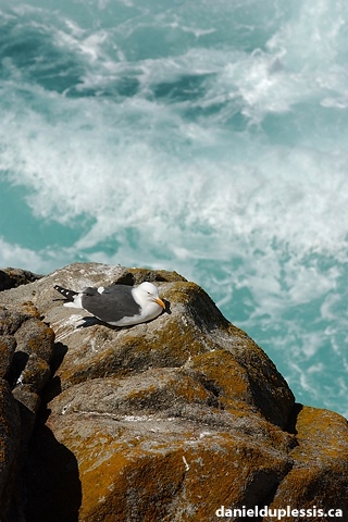 Seagull