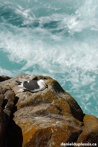 Mouette