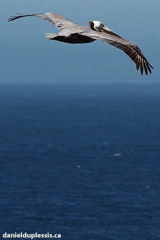 Pelican
