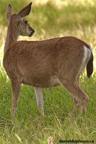 Mule deer