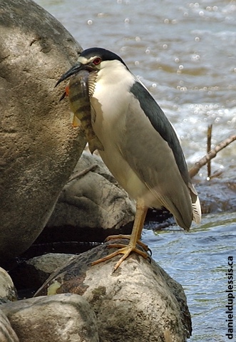 Black-crowned Night Heron