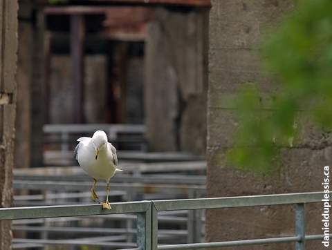 Gull