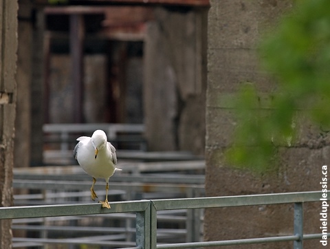 Mouette