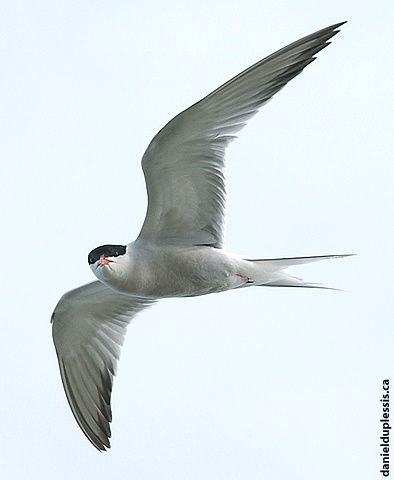 Arctic Tern