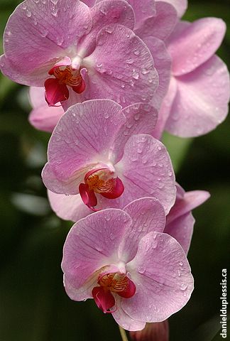 phalaenopsis