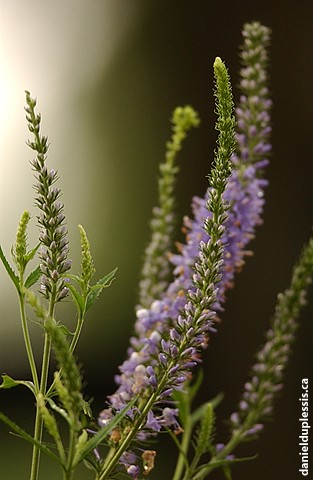 veronica longifolia