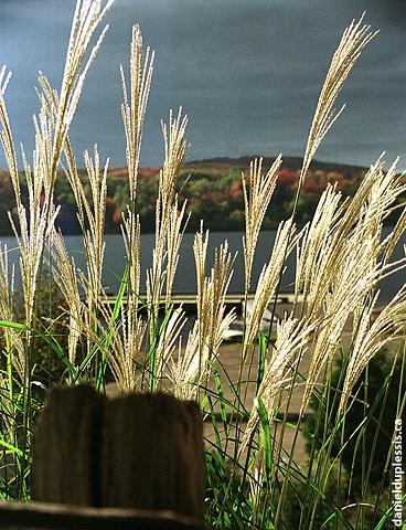 miscanthus sinensis