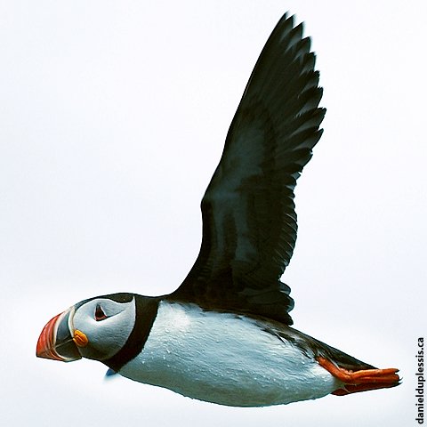 Puffin