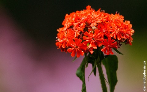 maltese cross