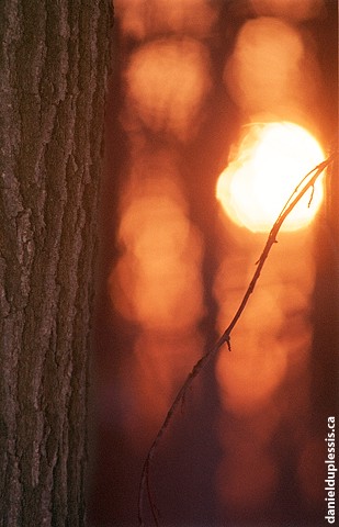 Winter Sunset