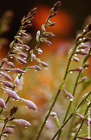 hosta flowers