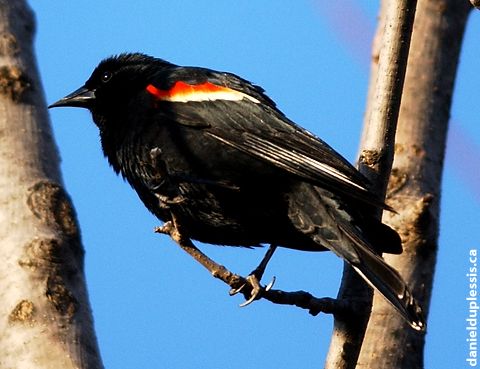redwing blackbird