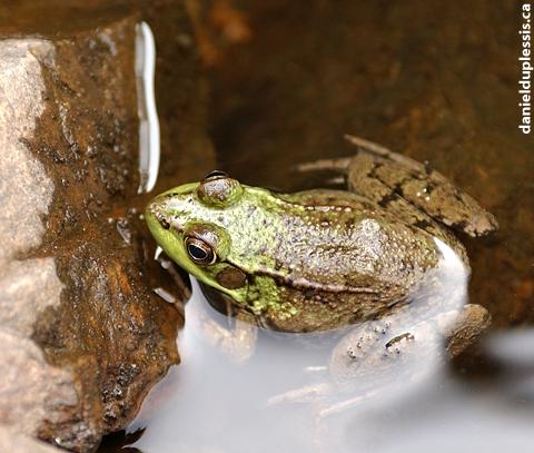 chasse aux insectes